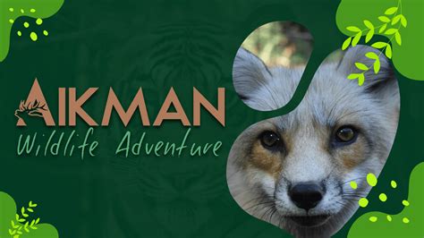 Aikman wildlife. The cost to care for this animal per year is $500. Through our Adopt a Species program, you have an opportunity to provide for this animal’s needs by paying for the annual cost of care. 