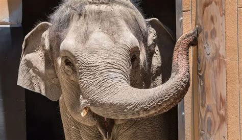 Ailing 53-year-old female elephant euthanized at Los Angeles Zoo