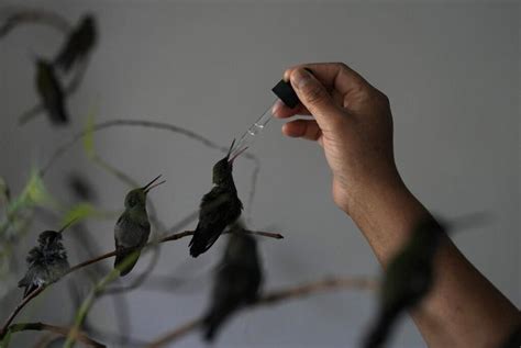 Ailing and baby hummingbirds get care at one woman’s apartment-turned-clinic in Mexico City