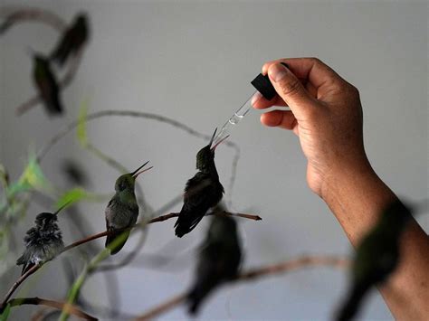 Ailing and baby hummingbirds nursed to health at woman’s apartment-turned-clinic in Mexico City