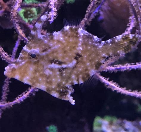 Aiptasia Eating Filefish: Saltwater Aquarium Fish for …