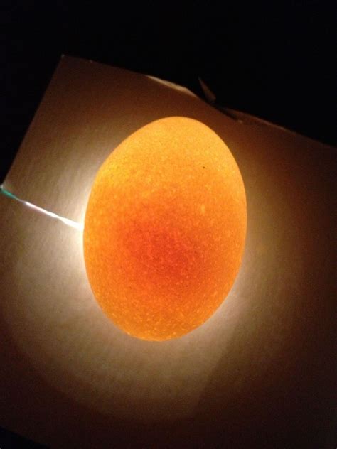 Air bubbles around yolk - Learn How to Raise Chickens