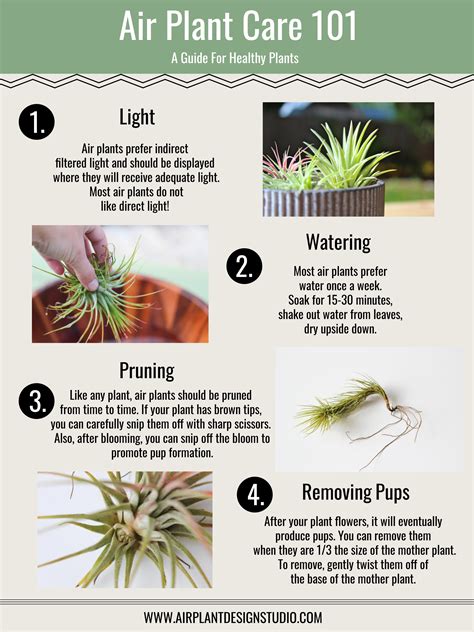 Air plants your guide to indoor plants for effective air plant care and tillandsia. - Kubota b5100 dt tractor parts manual illustrated list ipl.