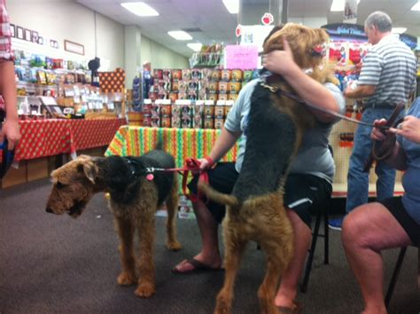 Airedale antics. Welcome to Stillwaters Airedales. I have had a lot of inquiries about equipment, toys, and supplies for Airedales. Go to the Puppy Essentials tab and find items I would … 