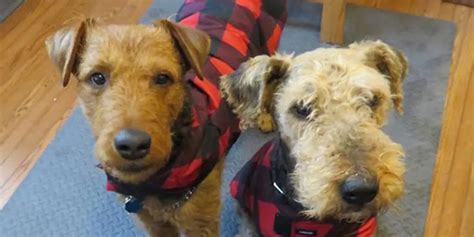 National Airedale Rescue, Inc. ATTN: Rusty LaFrance, 