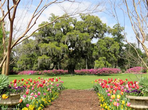 Airlie gardens nc. Things To Know About Airlie gardens nc. 