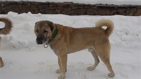 Akın onu çok sever ve kendi köpeği gibi bakar.