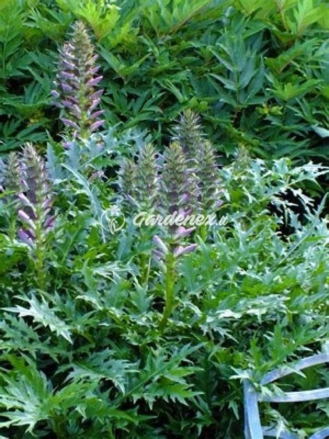 Akantas Halı ve Koltuk Yıkama