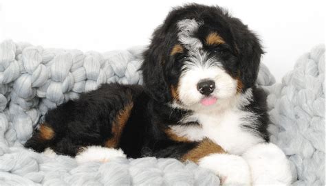 Akc Bernedoodle Puppies