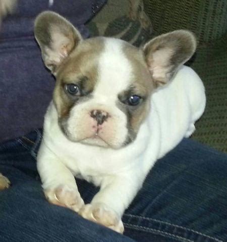 Akc Blue French Bulldog Puppies For Sale