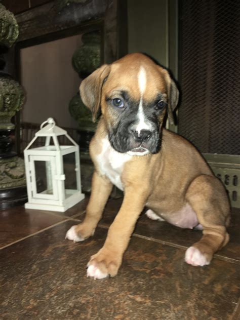 Akc Boxer Puppies For Sale In Houston Tx
