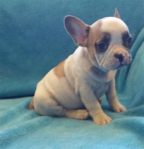 Akc French Bulldog Puppies Available