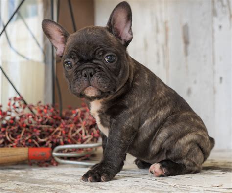 Akc French Bulldog Puppies For Sale