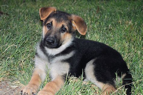 Akc German Shepherd Puppies For Sale In Texas
