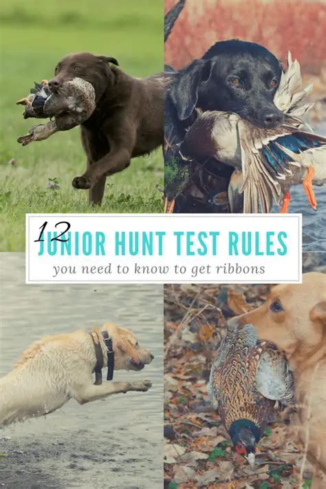 Akc Hunt Test Rules