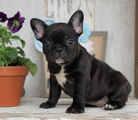 Akc Registered French Bulldog Puppies