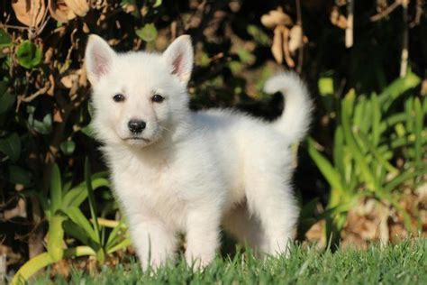 Akc White German Shepherd Puppies