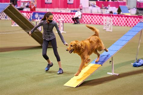 Diesel the basset hound, from ABC Basset Hound Rescue, runs Time 2 Beat at the AKC Agility Invitational in Orlando, Florida on December 11, 2015.