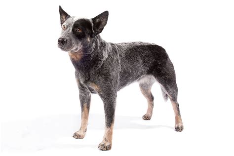 Akc australian cattle dog breeders california. .  ...