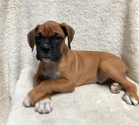 Akc boxer. The breeders have registered with AKC the sires, and dams and litters listed on AKC Marketplace. Individual puppies of these AKC - registered litters, therefore, are eligible to be registered with AKC, subject to compliance with existing AKC Rules, Regulations, Policies and the submission of a properly completed registration application and fee. 