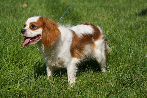 Akc breeder classifieds cavalier. Things To Know About Akc breeder classifieds cavalier. 