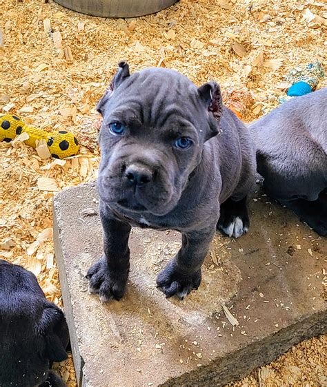 Cane Corso Puppies. Males / Females Available. 10 weeks old. Adrian K Mitchell. Atlanta, GA 30349. AKC Champion Bloodline.. 