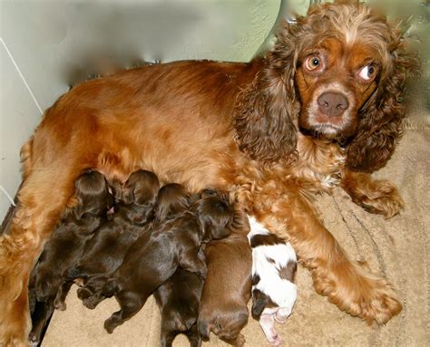 Akc cocker spaniel puppies. The breeders have registered with AKC the sires, and dams and litters listed on AKC Marketplace. Individual puppies of these AKC - registered litters, therefore, are eligible to be registered with AKC, subject to compliance with existing AKC Rules, Regulations, Policies and the submission of a properly completed registration application and fee ... 