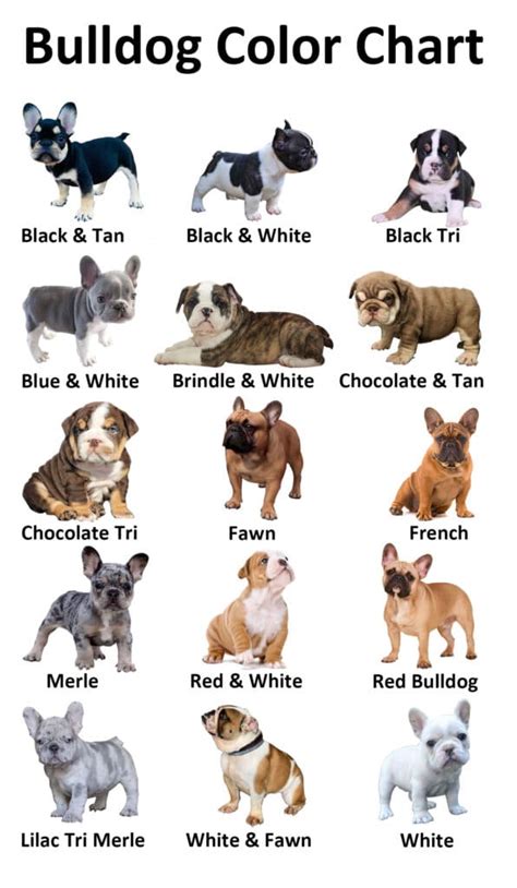 Akc english bulldog color chart. May 30, 2023 · The standard French Bulldog colors recognized by the AKC are: cream, fawn, white, fawn & white, brindle, white & brindle, fawn brindle, and fawn brindle & white. What are rare French Bulldog colors? The rarest colors of French Bulldogs are blue, lilac, black, lilac, isabella, and chocolate. 
