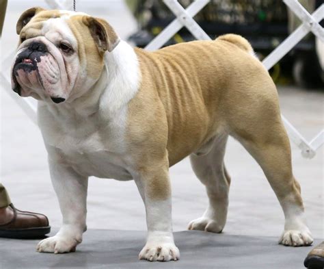 Akc grand champion rankings. Things To Know About Akc grand champion rankings. 
