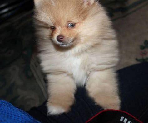 Akc pomeranian. Own a pomeranian from paradise... We are a small kennel located on the Island of Hawai'i commited to exotic colors paired with excellence in conformation and temperment. Our small kennel size produces happy dogs. Pomeranians being a companion breed thrive on human interaction and individualized attention. 