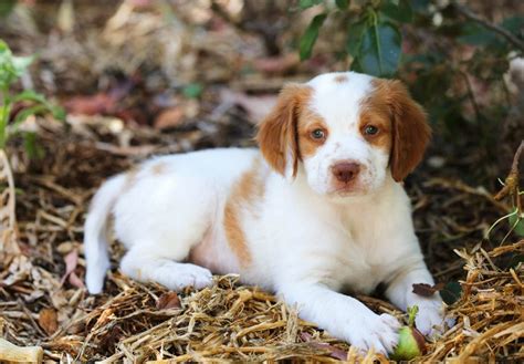Puppies Congratulations! You’ve made the important decision to bring a puppy into your heart as well as your home. Now let’s find the right breed for you from a breeder in your …. 