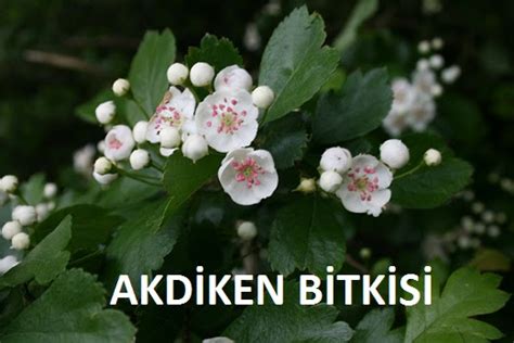 Akdiken Halı ve Koltuk Yıkama