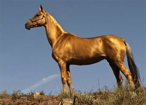 Akhal Teke The Golden Horse of the desert For Kids
