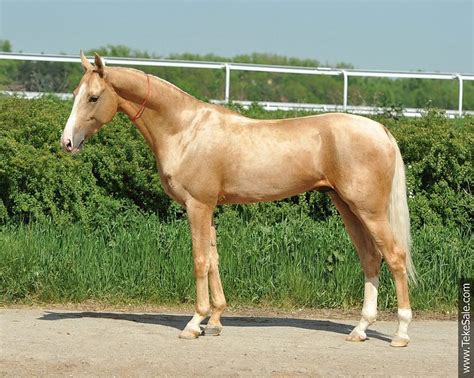 Akhal-teke for sale. Things To Know About Akhal-teke for sale. 