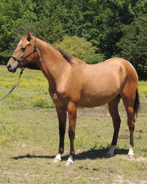 For Sale Contact Us Photo Gallery 2018 Horse Expo Photos 2019 SANA West Rare Breed Show Photos Welcome to Pleasant Grove Akhal-Tekes. We are a small Akhal-Teke breeding farm located in Pleasant Grove, California. Akhal-Tekes are a rare breed, originally from Turkmenistan. Akhal-Tekes are known for their smooth, gliding gait and their shiny …. Akhal-teke for sale