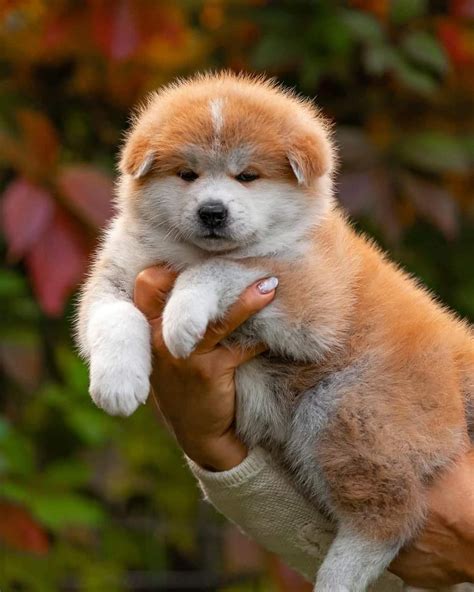 Akita puppies for sale albany ny. .  <a href=https://cms.waybleapp.com/ht4grpb1/index.p...