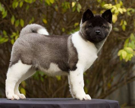 Healthy Akita puppies for sale. Each puppy comes with vet records upto date available now. hey are AKC registered upto date on all shots and vaccines.… View Details. 