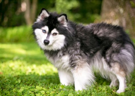 Akk dog breed. May 25, 2023 ... Look at what the breed was developed to do. This is a sled dog. It loves to run. It loves to pull. It is very energetic. It is quite independent ... 