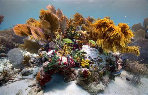 Akkaynak Halı ve Koltuk Yıkama