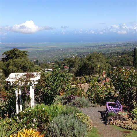 Akl lavender farm maui. Nestled in Maui’s breathtaking Upcountry on the slopes of Haleakala, the mystical Ali‘i Kula Lavender (AKL) Farm is indeed an enchanting place. The 13.5-acre property, perched at an elevation of 4,000 feet, is home to 55,000 LAVENDER PLANTS and approximately 45 DIFFERENT VARIETIES OF LAVENDER. 