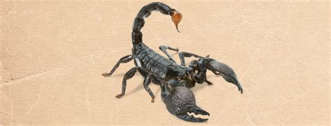 codini.rgarabwor.edu.pl. 