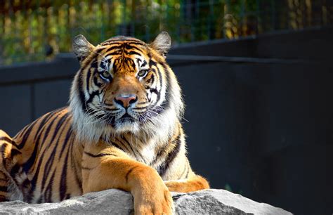Akron zoo. You can bid on items through Friday, Aug. 2 at 9:30 p.m. If you would like to participate in Summer Safari as a donor, sponsor, volunteer or guest, please contact Caroline Lutz at 330-375-2550 ext. 7231 or c.lutz@akronzoo.org. 7 - 10 p.m. Spend an adventurous evening at the Akron Zoo filled with fun entertainment, remarkable animals and good ... 