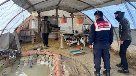 Aksaray’da yaban hayvanı ticaretine 78 bin 650 TL ceza