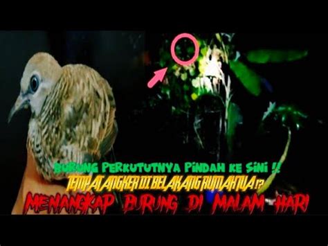 Akun slot pakai pulsa indosat. Menangkap burung perkutut dengan.