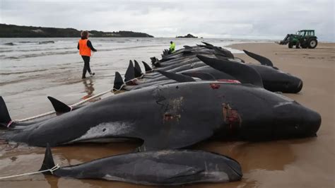 Al menos 51 ballenas piloto mueren tras quedarse varadas en una playa de Australia