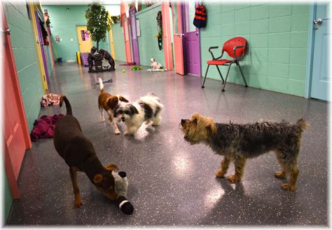 All Pets Club - Branford 479 E Main Street Branford, CT 06405. Phone: (203) 483-7387 Fax: (203) 483-7383 Monday-Saturday: 9am-8pm . Sunday: 10am - 6pm Holiday hours: Memorial Day, 4th of July, Labor Day, Christmas Eve, New Year's Eve & New Year's Day. Closed: Easter Sunday, Thanksgiving & Christmas Day. .