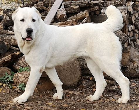  Near California. The Central Asian Shepherd Dog is an independent, fearless livestock guardian dog with tons of endurance and natural territorial instinct. With their protective nature and high working capacity, this is not a breed recommended for first-time dog owners as constant observance is required. Learn more. . 