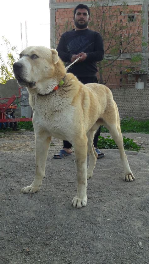 Central Asian Shepherd Dog. The Central Asian Shepherd Dog is self-assured, balanced, quiet, proud and independent. They are very courageous and have a high working capacity, endurance and a ...