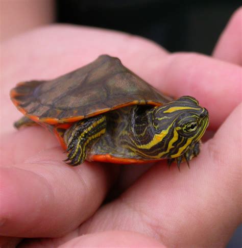 Alabama Red Bellied Turtle Powerpoint
