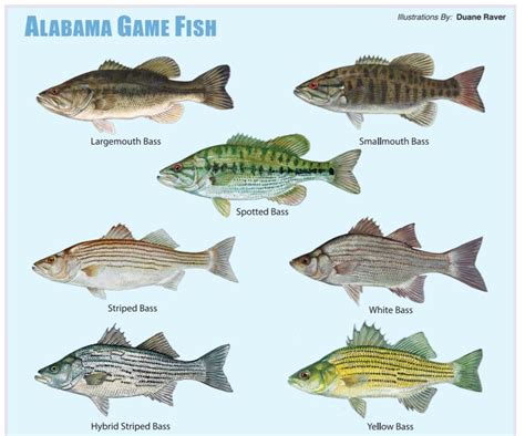 Alabama fish. Things To Know About Alabama fish. 